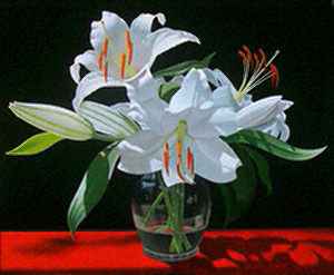 davis- White Lilies in Soho
