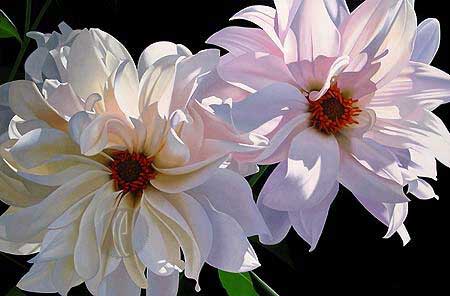 Brian Davis - Delightful Dahlias